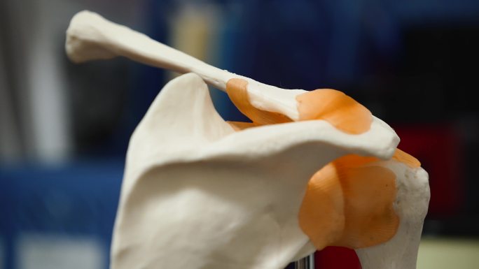 4K人体股骨关节韧带模型展示空镜