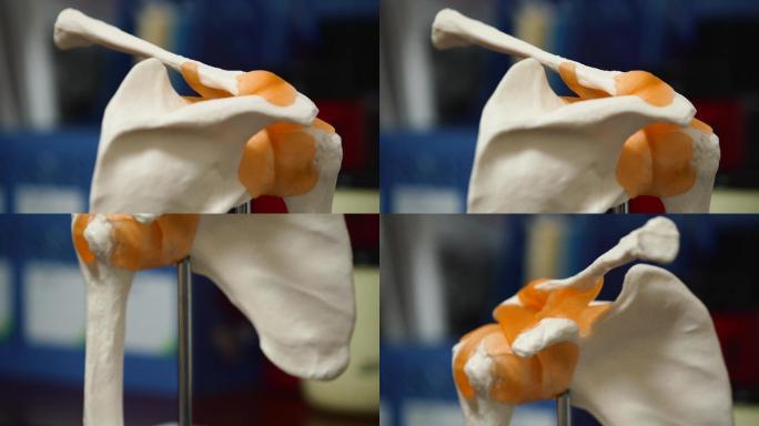 4K人体股骨关节韧带模型展示空镜