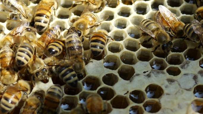 养殖蜜蜂采蜜
