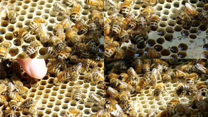 养殖蜜蜂采蜜