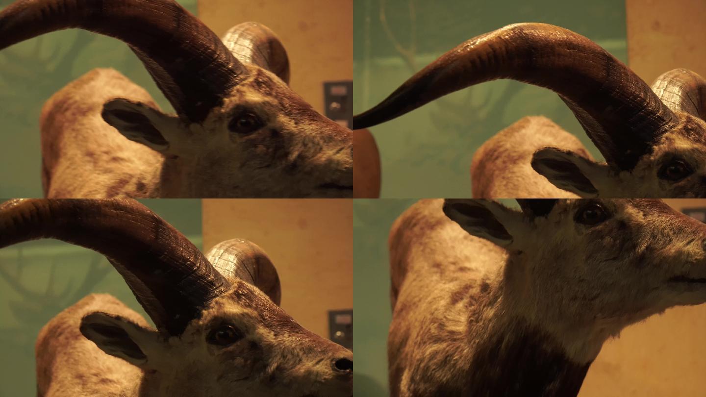 偶蹄动物山羊鹿骡子马驴标本