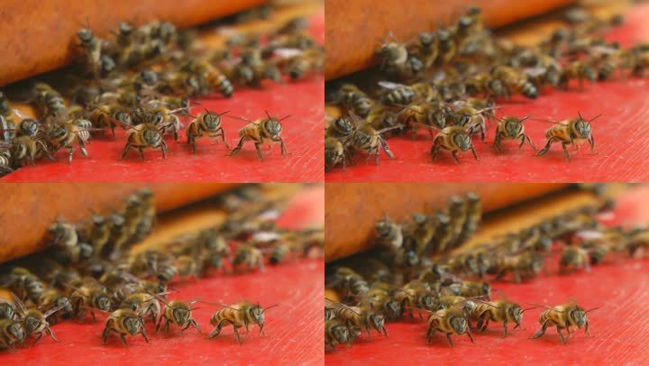 蜜蜂围成一个圈。摄像机从左到右。