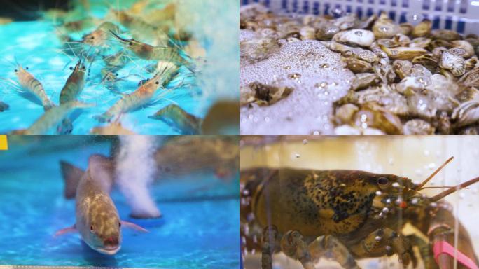 4K海鲜食材-虾-蟹-蛤蚌实拍
