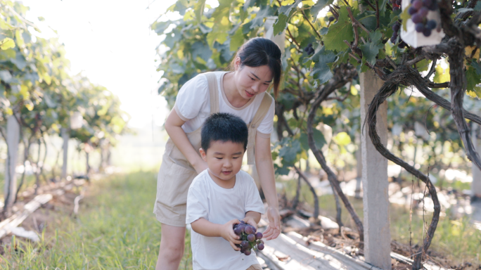 4K妈妈和儿子在葡萄园采摘葡萄亲子时光