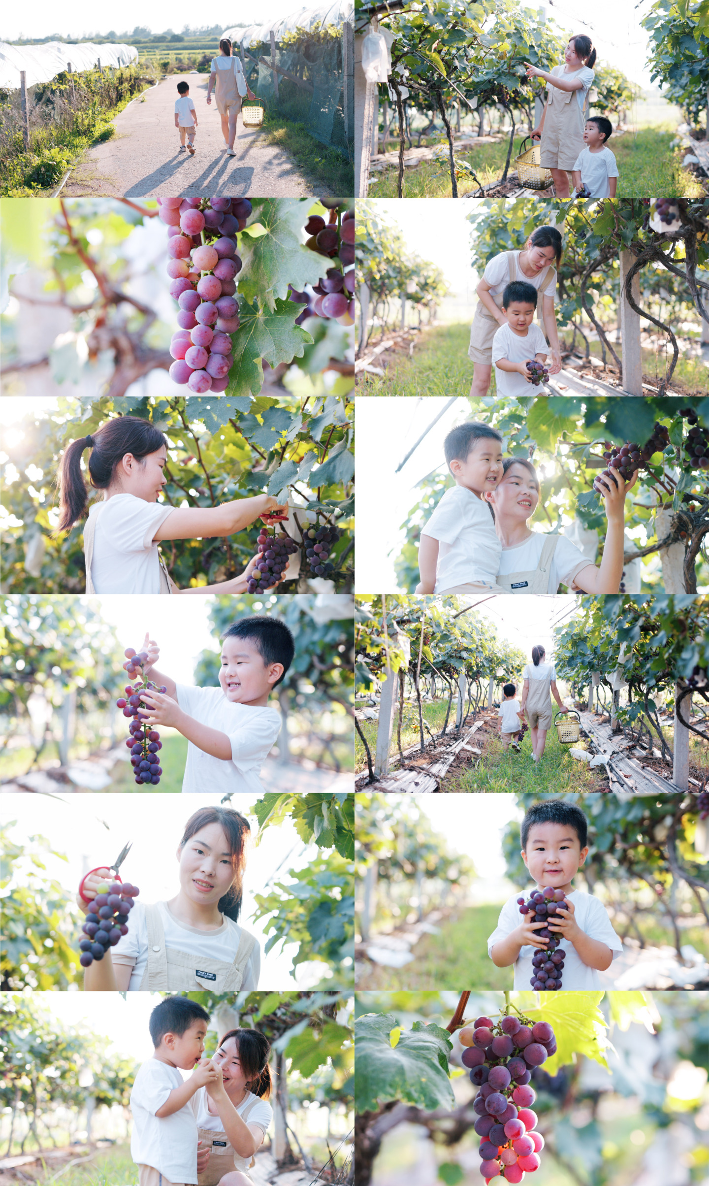 4K妈妈和儿子在葡萄园采摘葡萄亲子时光