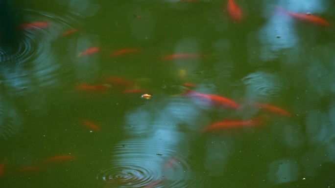 湖水锦鲤