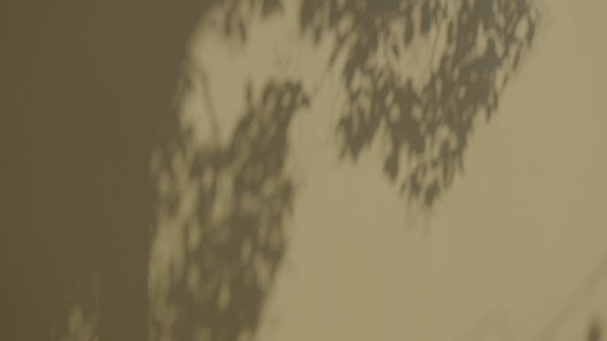「有版权」原创墙上光影斑驳的树影4K