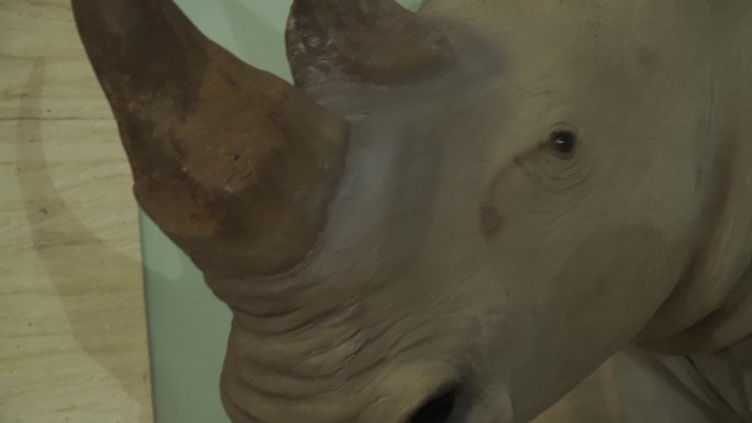 非洲保护动物白犀牛标本模型