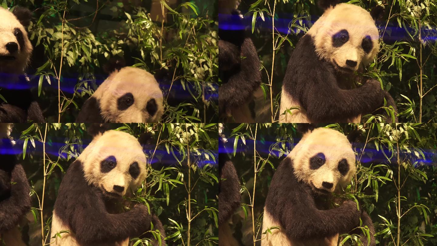 动物标本大熊猫国宝