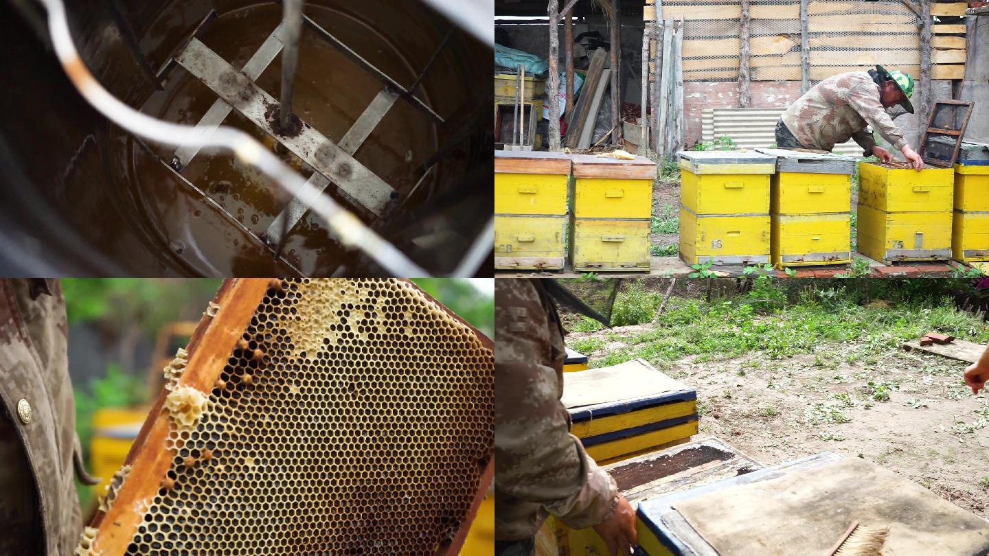 取蜂蜜养蜜蜂过程