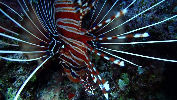 泰国普吉岛水下摄影珊瑚礁鱼群（四）
