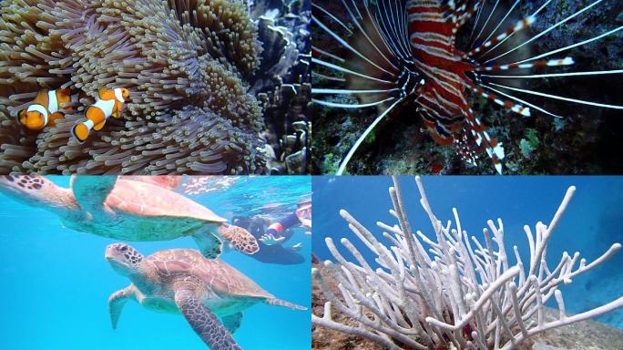 泰国普吉岛水下摄影珊瑚礁鱼群（四）