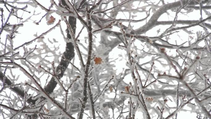 在风中醒来的树，覆盖着白霜。