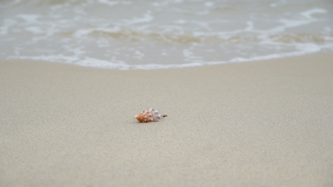 4K海浪冲刷着海螺