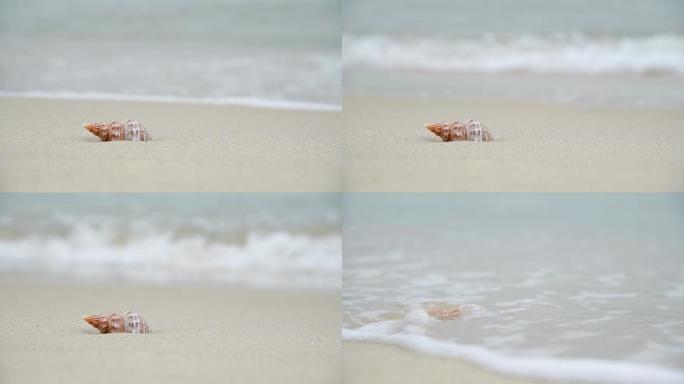 4K海浪冲刷着海螺