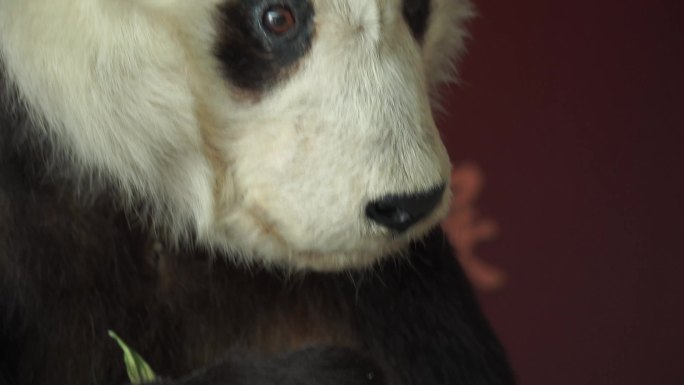 动物标本大熊猫国宝