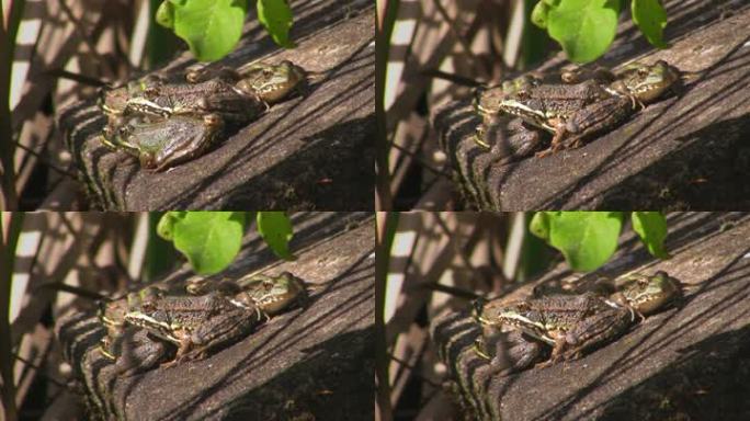 几只青蛙在阳光下坐在一块石头上，一只一只地跳开；上面是绿叶。