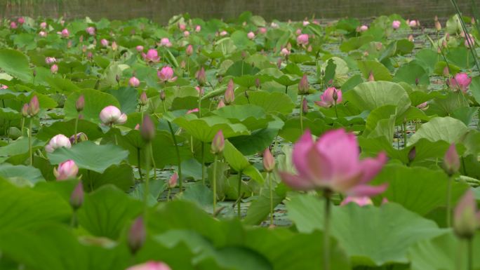 青海海东  朝阳山公园 荷花