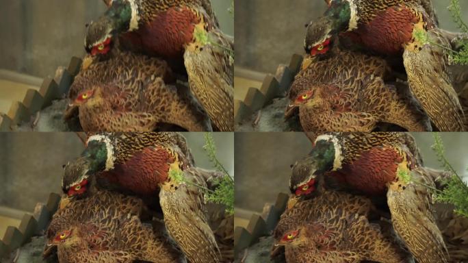 红腹锦鸡观赏鸟类标本模型
