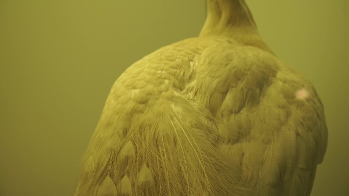 孔雀绿孔雀白孔雀羽毛翎羽标本