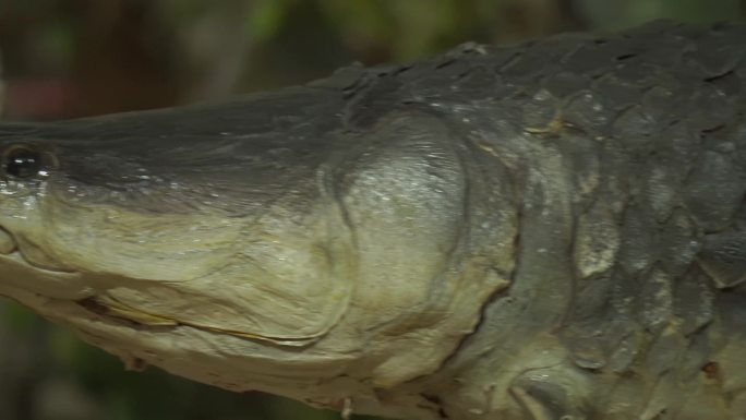 巨骨舌鱼动物鱼类标本