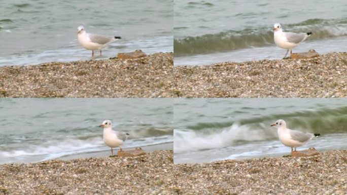 海鸥在海岸上散步。