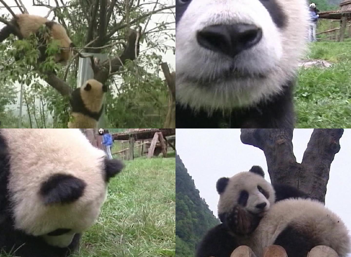 05年熊猫影像