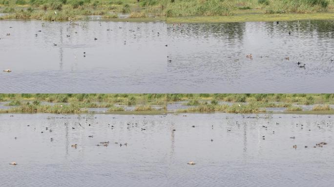 湿地水系观景湖的水鸟2