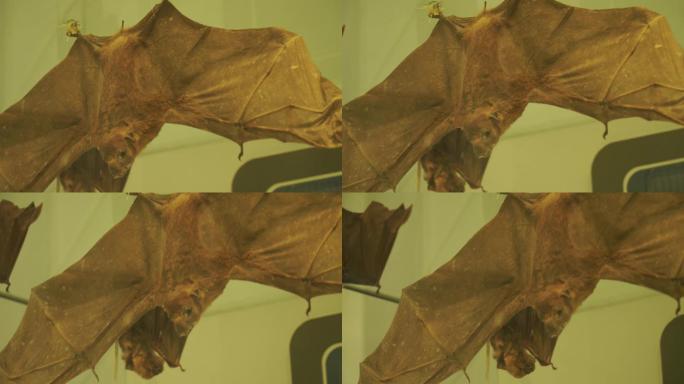 蝙蝠燕么虎标本模型