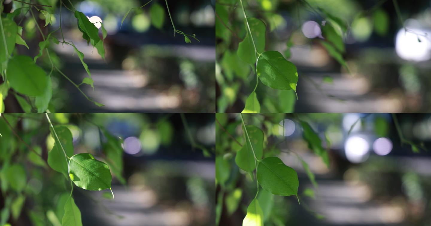 林荫小道树影婆娑光影斑驳8k
