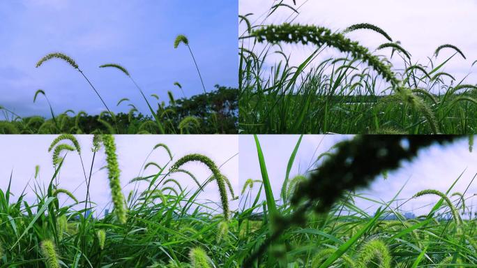 风中茅草狗尾巴草