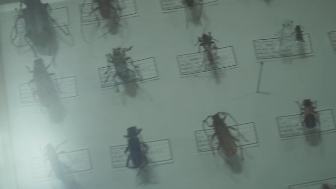 金龟子蟑螂甲壳虫昆虫标本展览