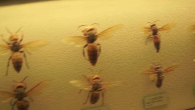 昆虫甲虫巨齿蛉马蜂螳螂独角仙标本