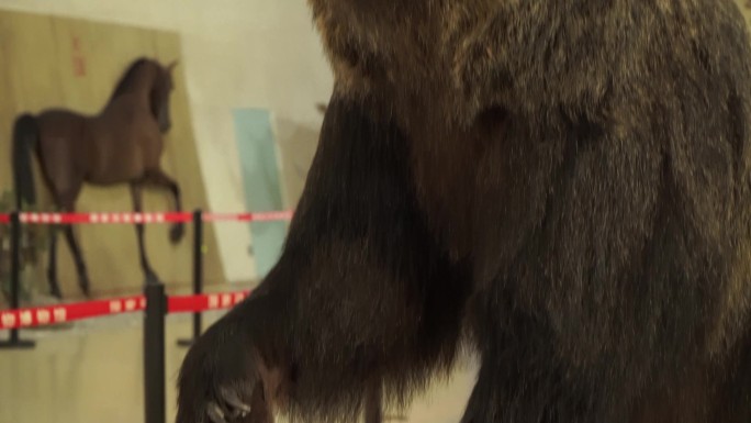 黑熊棕熊狗熊模型标本