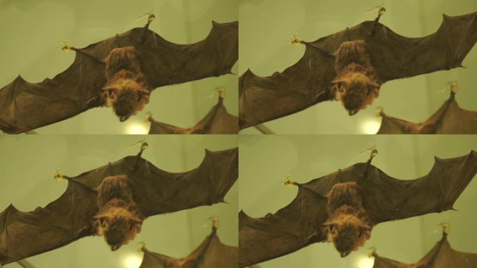 蝙蝠燕么虎标本模型