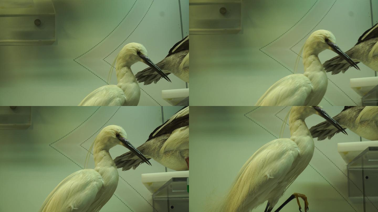 鹳鹤鹈鹕水鸟海鸟标本模型