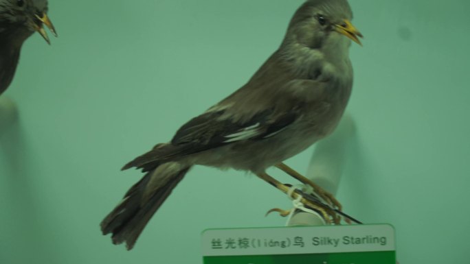 山雀翠鸟小型鸟类标本
