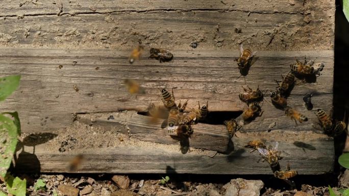 养蜂蜂箱蜜蜂