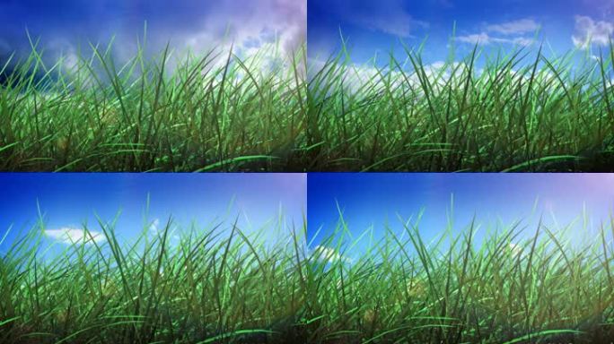 草地和天空背景