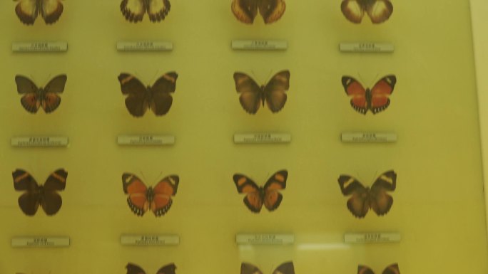 昆虫蝴蝶标本模型