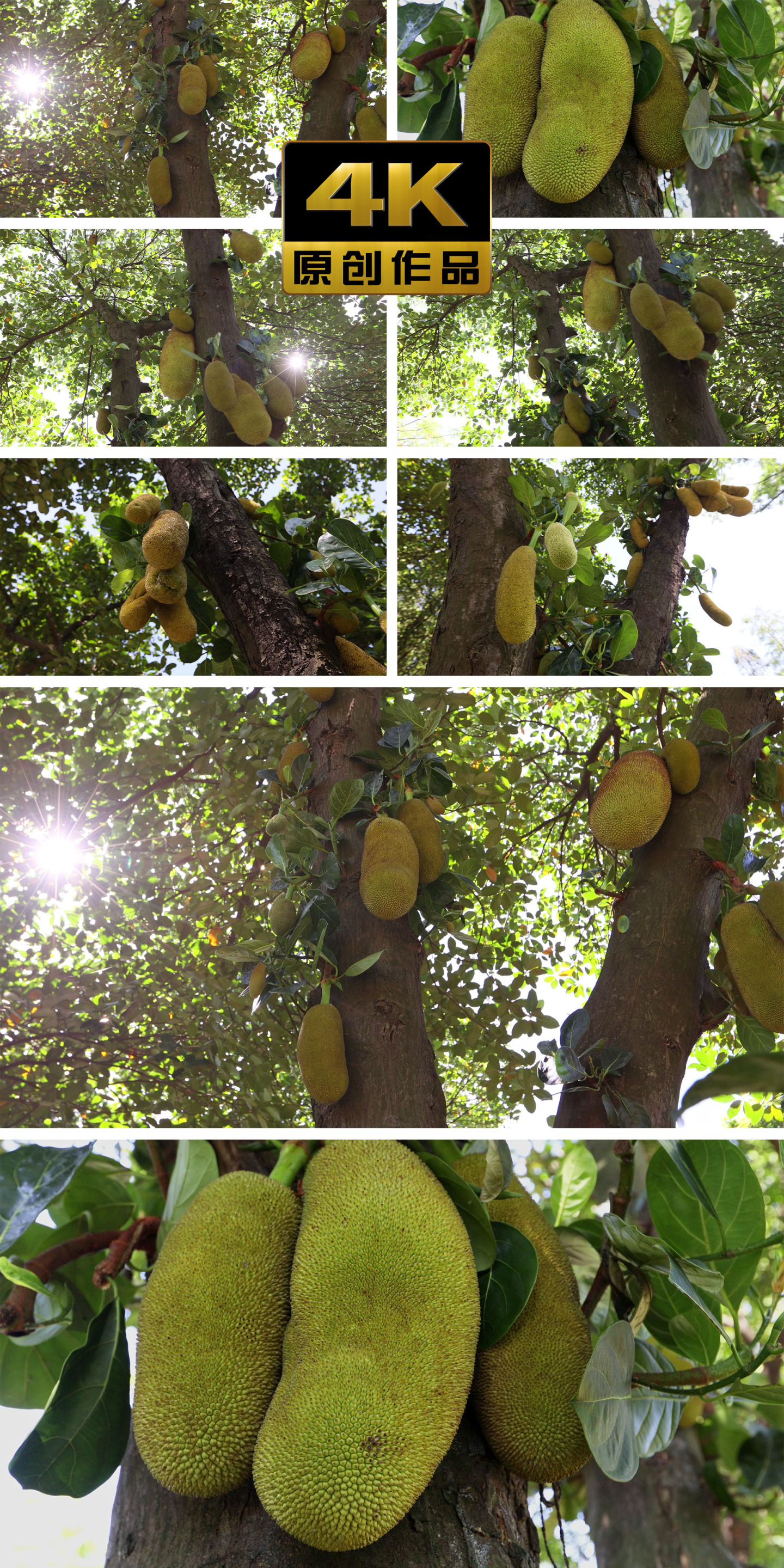 夏天阳光下即将成熟的热带水果菠萝蜜