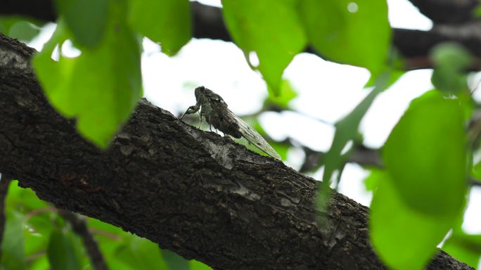 夏蝉 蝉鸣 蝉 蝉叫 蝉鸣