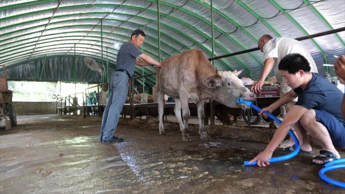 养牛场牛厂兽医给牛洗胃输液