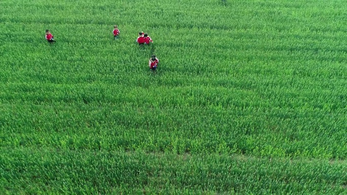 麦田里玩耍的幼儿