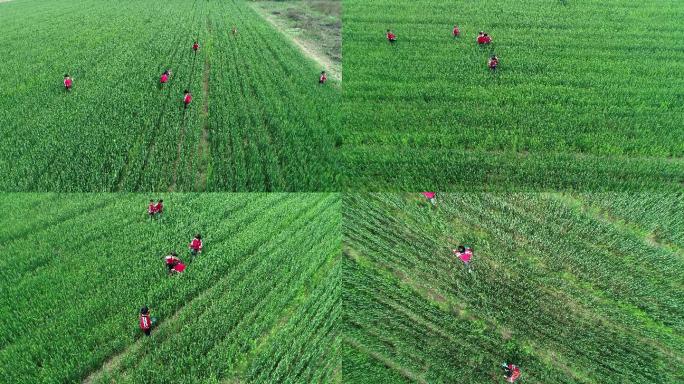 麦田里玩耍的幼儿