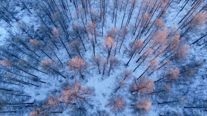 航拍雪原松林夕照