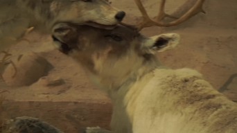 麋鹿驯鹿捕猎动物标本模型视频素材