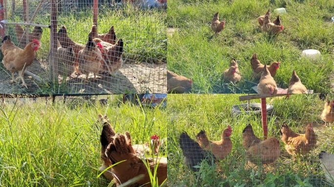 草地和鸡舍里三黄鸡觅食土鸡 笨鸡 溜达鸡