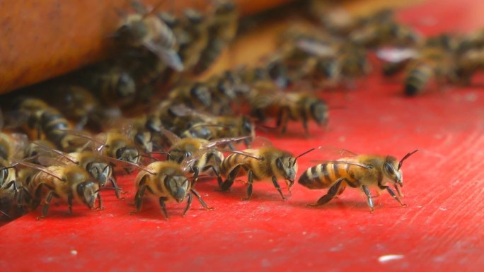 蜜蜂围成一个圈。