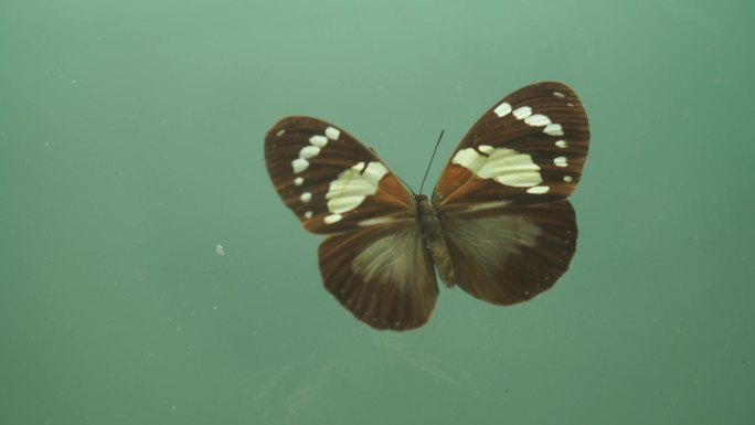 昆虫蝴蝶标本模型